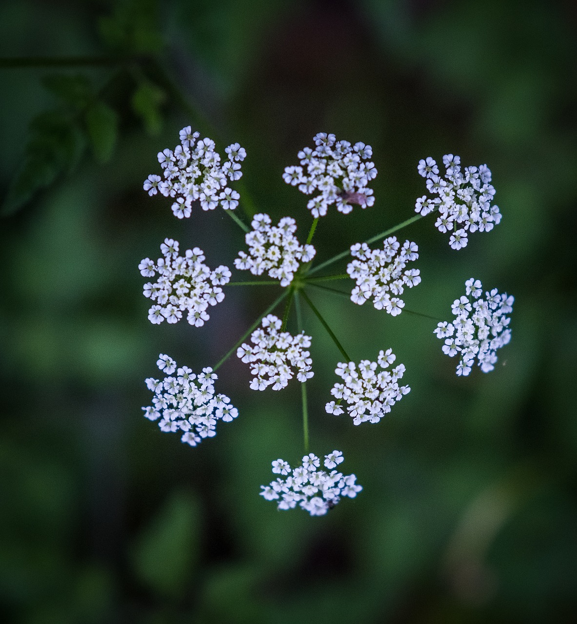 Gėlė,  Žiedas,  Žydi,  Žydi,  Pavasaris,  Bud,  Baltos Spalvos,  Žalias,  Violetinė,  Rožinis