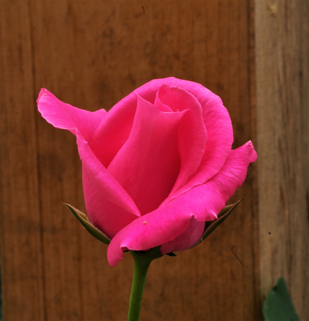Gėlė,  Rosa,  Rožė, Nemokamos Nuotraukos,  Nemokama Licenzija