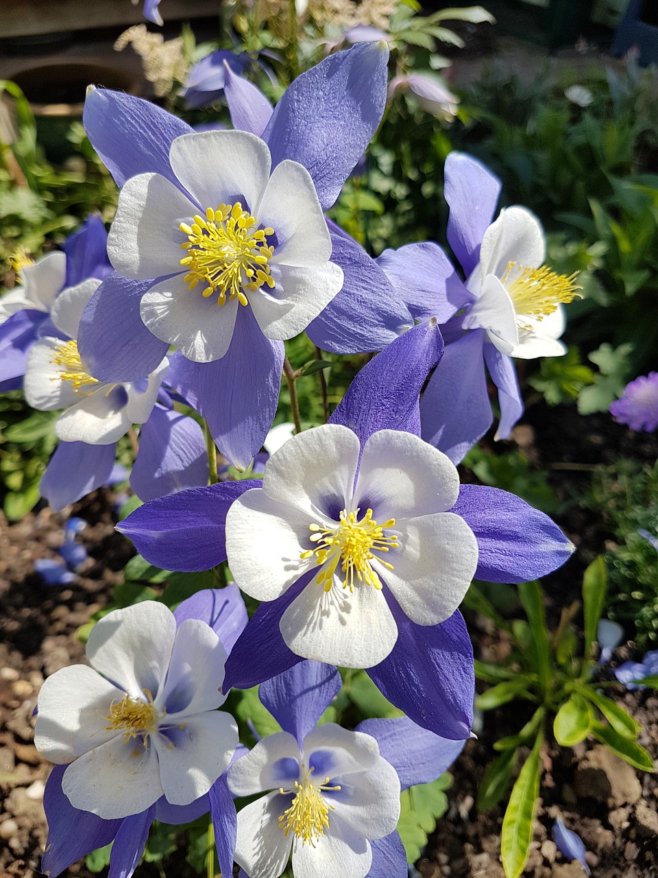 Gėlė,  Aquilegia,  Vasara,  Gėlių,  Augalų,  Pavasaris,  Žydi,  Sodas,  Natūralus,  Violetinė