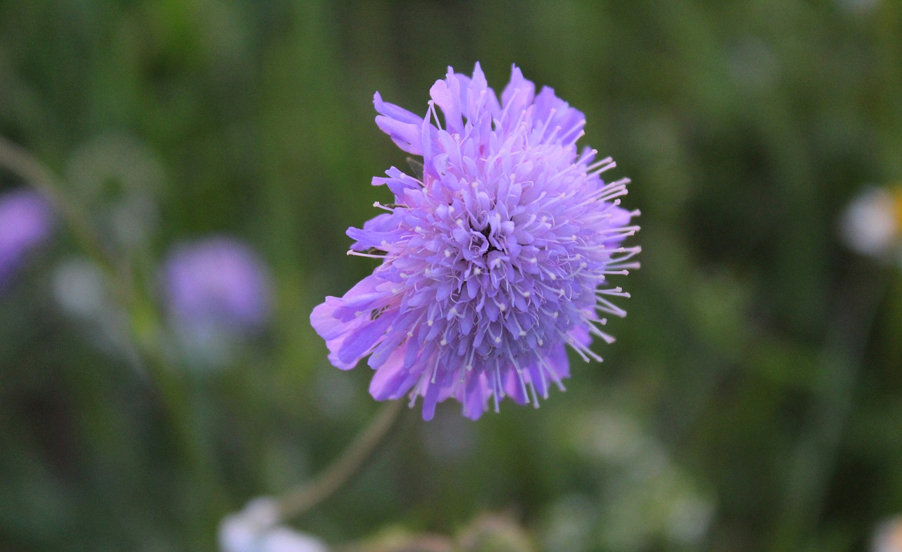 Gėlė,  Violetinė,  Iš Arti,  Violetinė Gėlė,  Tamsiai Violetinė,  Žiedas,  Žydi,  Pobūdį,  Augalų,  Violetinė