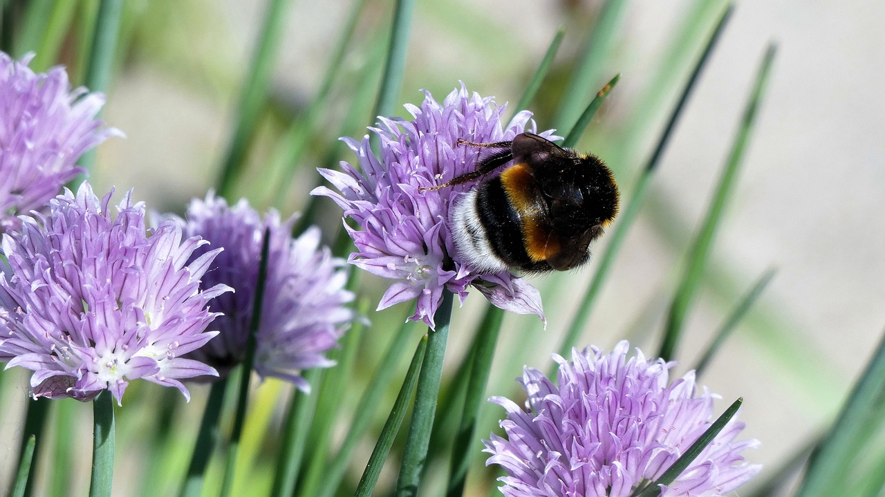 Gėlė,  Violetinė,  Bičių,  Violetinė Gėlė, Nemokamos Nuotraukos,  Nemokama Licenzija