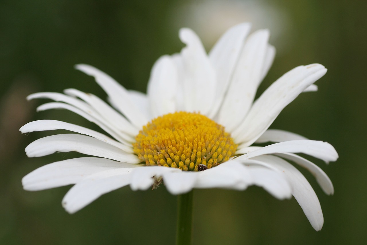 Gėlė,  Marguerite,  Pobūdį,  Žiedlapiai,  Pavasaris,  Šalis,  Augalai, Nemokamos Nuotraukos,  Nemokama Licenzija