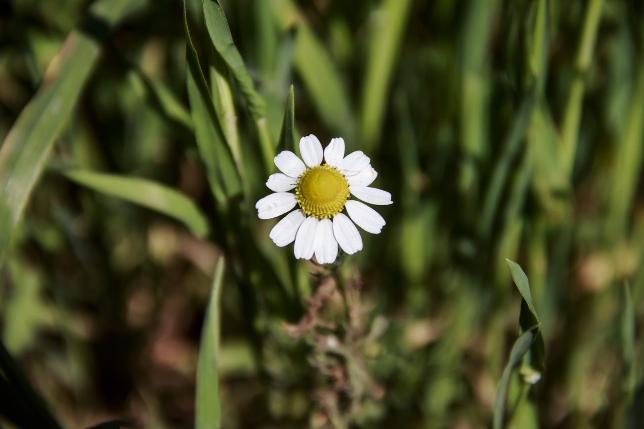 Gėlė,  Daisy,  Iš Arti,  Gėlės Srityje,  Baltos Gėlės,  Pobūdį,  Vasaros Gėlės, Nemokamos Nuotraukos,  Nemokama Licenzija