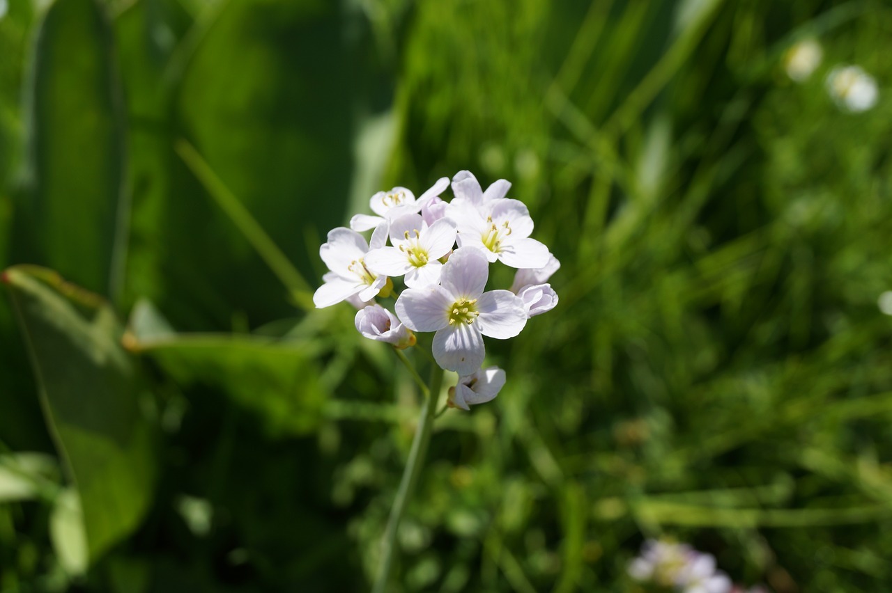 Gėlė,  Meadow,  Žolė,  Pobūdį,  Gėlės,  Žydi,  Baltos Spalvos,  Floros,  Žalias,  Augalų