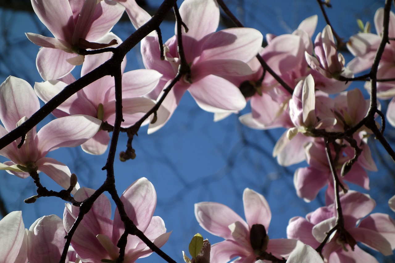 Žiedas, Žydėti, Augalas, Magnolija, Gėlė, Gamta, Žydėti, Flora, Dangus, Mėlynas