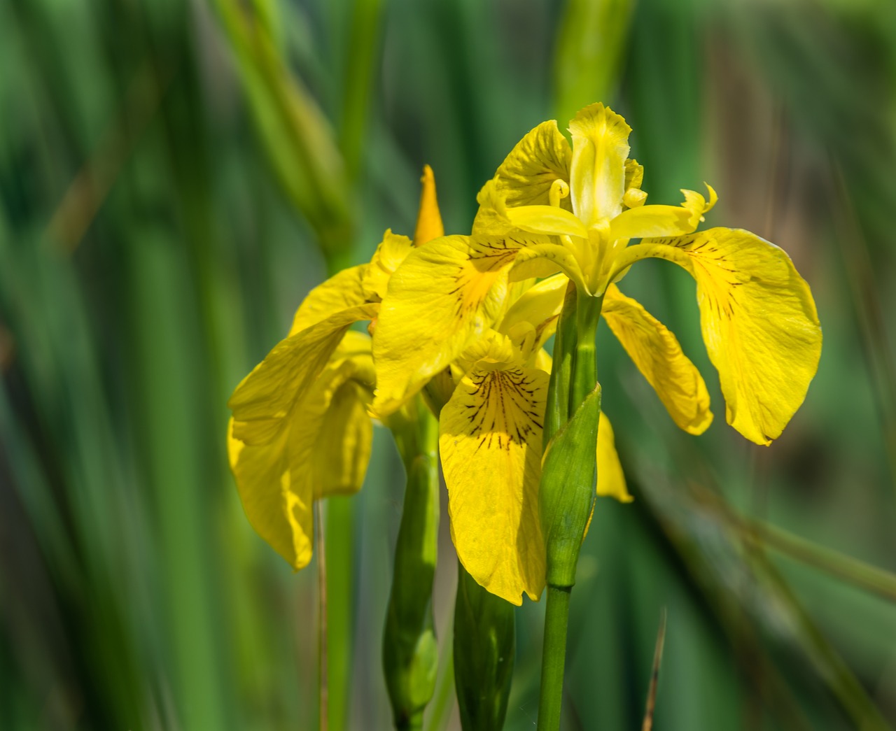 Gėlė,  Laukinių,  Laukinių Gėlių,  Augalų,  Pobūdį,  Gėlių,  Žydi,  Meadow,  Iris,  Geltona