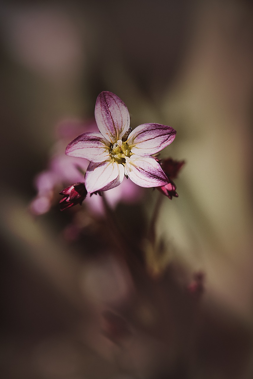 Gėlė,  Žiedas,  Žydi,  Rožinis,  Rožinė Gėlė,  Floros,  Sodas,  Gėlių Sodas,  Mažas,  Švelnus