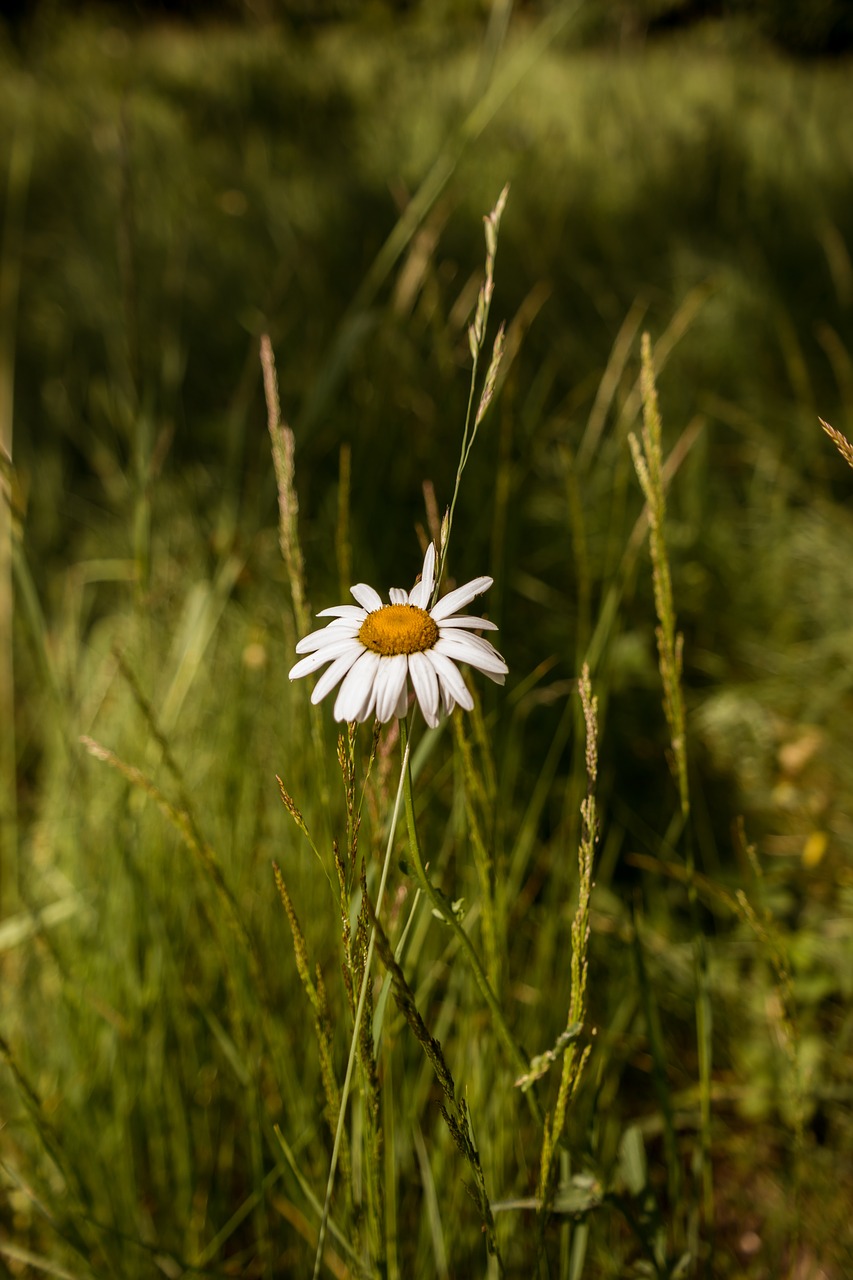 Gėlė,  Daisy,  Gamta, Nemokamos Nuotraukos,  Nemokama Licenzija