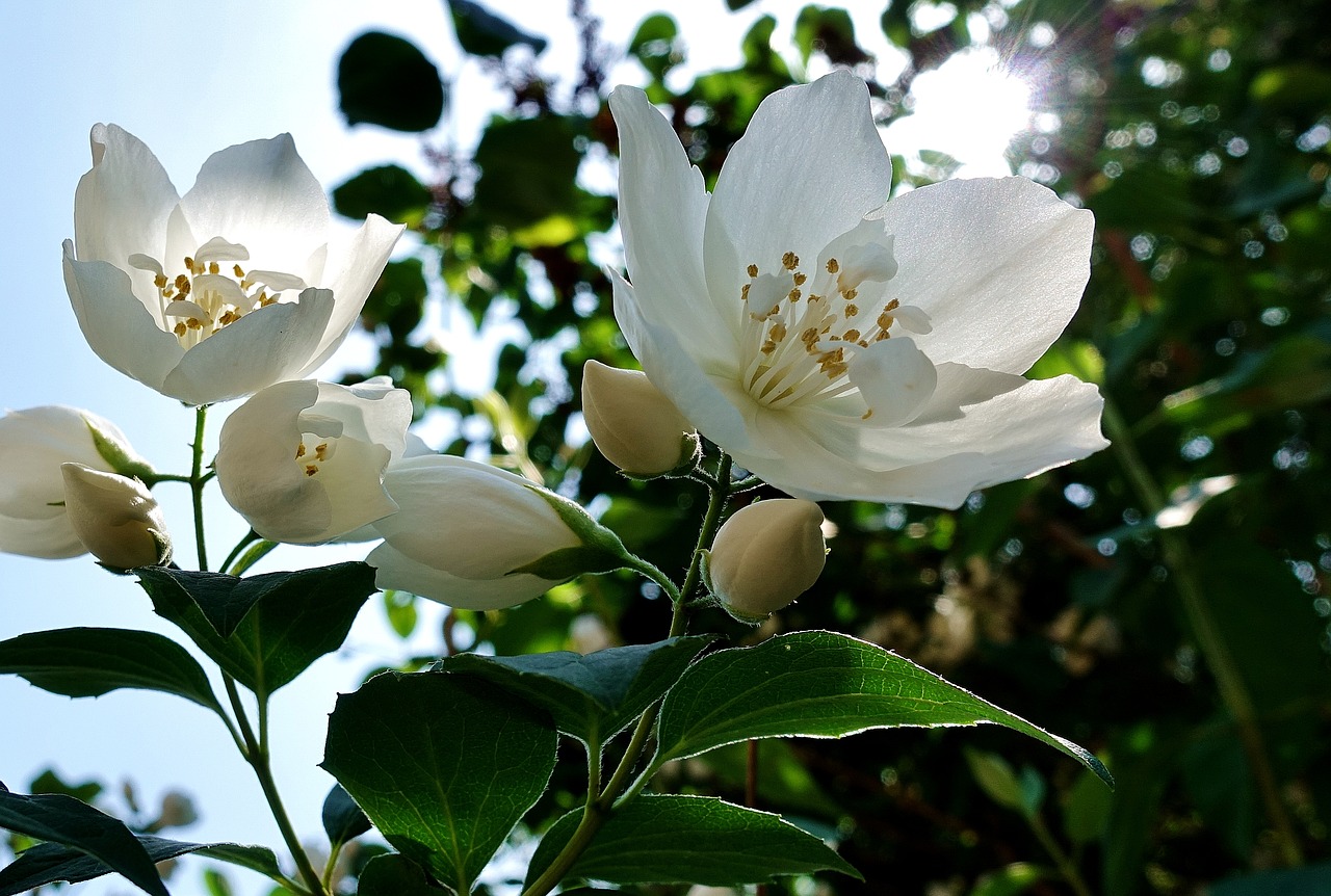 Gėlė,  Baltos Spalvos,  Jasmine,  Pavasaris,  Žiedas,  Žydi,  Pobūdį,  Balta Gėlė,  Augalas, Nemokamos Nuotraukos