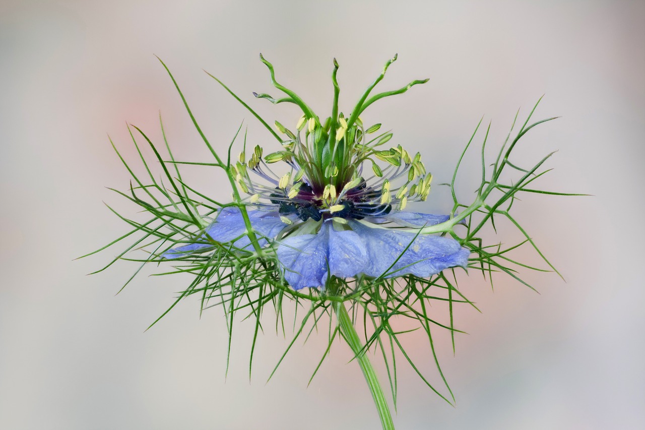 Gėlė,  Nigella,  Mėlyna,  Bauer Sodo Augalų,  Damastas Juoda Kmynų, Nemokamos Nuotraukos,  Nemokama Licenzija