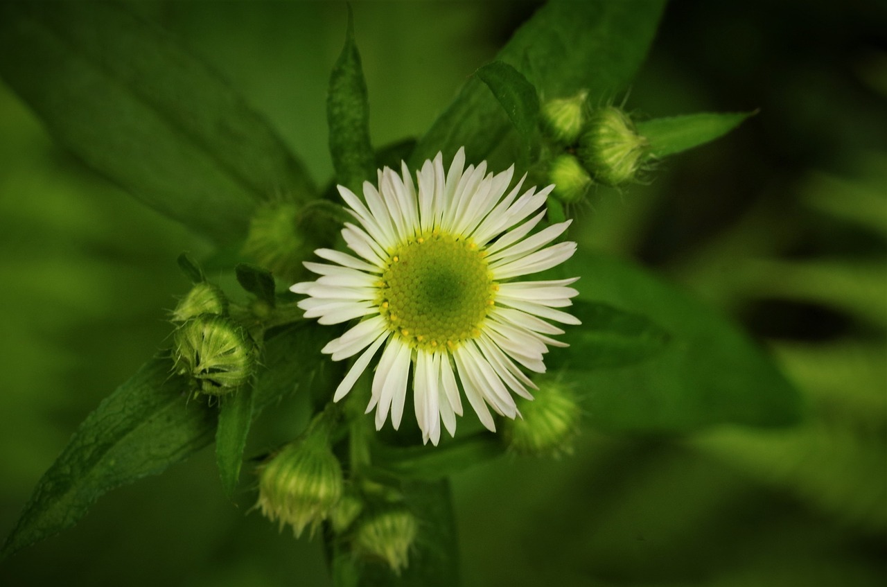 Gėlė,  Margaret,  Balta Daisy,  Margaret Gamtoje,  Laukinių Gėlių, Nemokamos Nuotraukos,  Nemokama Licenzija