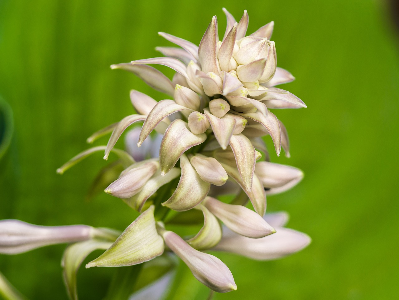 Gėlė,  Žiedas,  Žydi,  Augalų,  Lelijos Hosta,  Makro, Nemokamos Nuotraukos,  Nemokama Licenzija