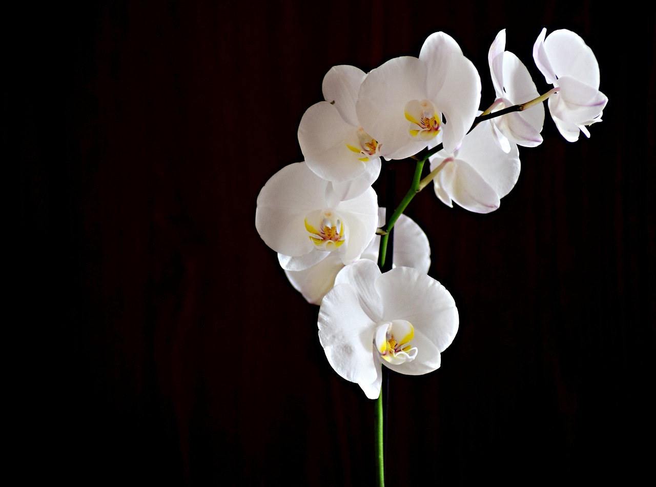 Gėlė,  Orchidėjų,  Kambarių Gėlių,  Augalų,  Makro, Nemokamos Nuotraukos,  Nemokama Licenzija