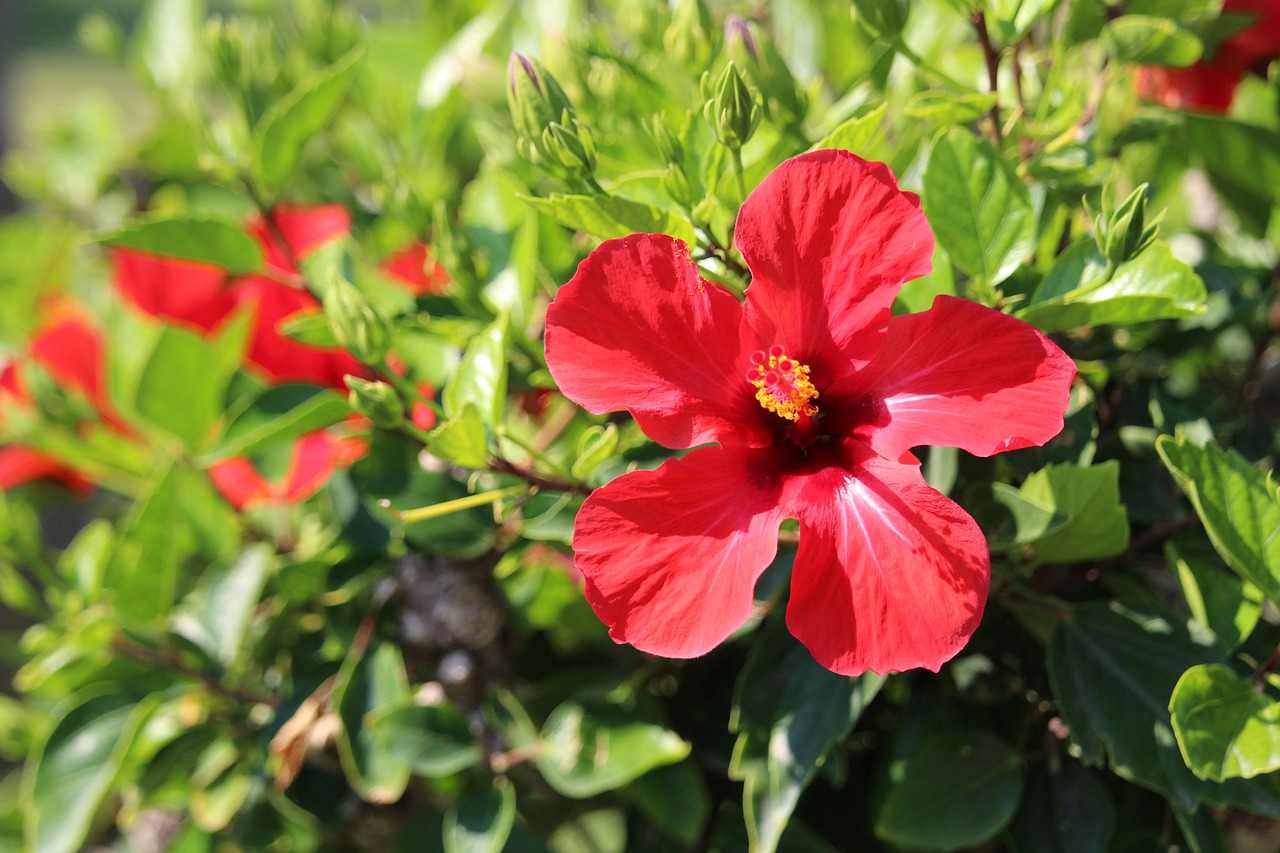 Gėlė,  Hibiscus,  Žiedas,  Žydėjimas, Nemokamos Nuotraukos,  Nemokama Licenzija