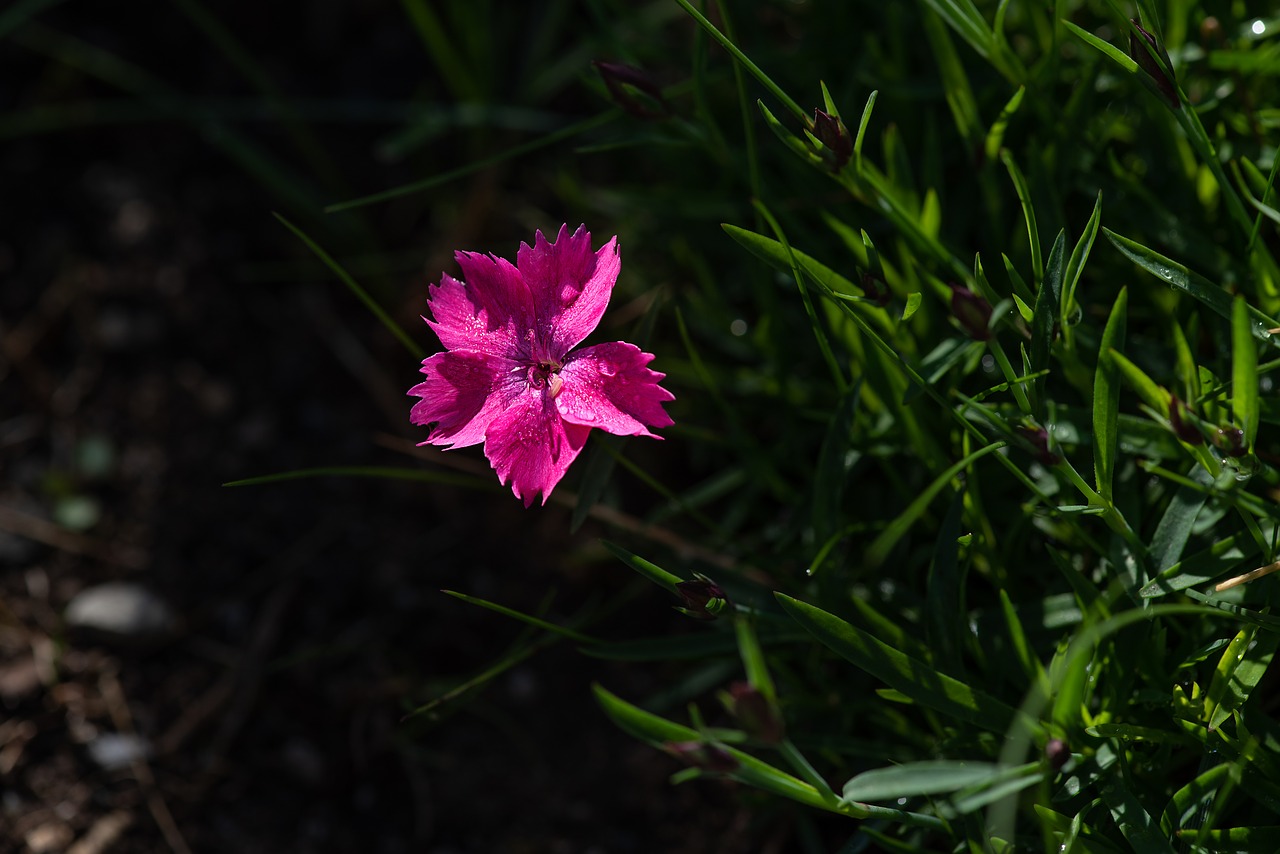 Gėlė,  Rožinis,  Rožinė Gėlė,  Gvazdikų,  Mažas Gvazdikas,  Dianthus,  Žiedas,  Žydi,  Rožinė Žiedų,  Maža Gėlė