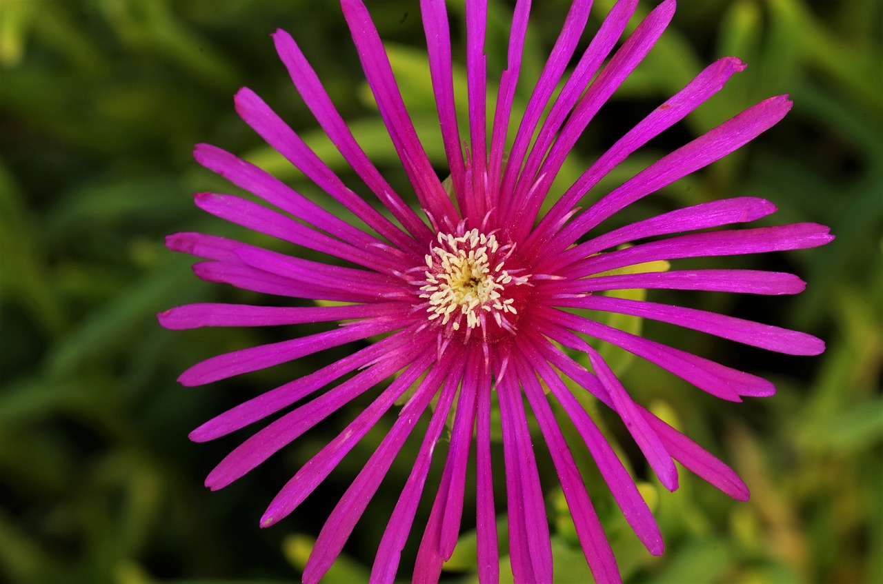 Gėlė,  Violetinė Gėlė,  Violetinė,  Rosa,  Rožinė Gėlė, Nemokamos Nuotraukos,  Nemokama Licenzija