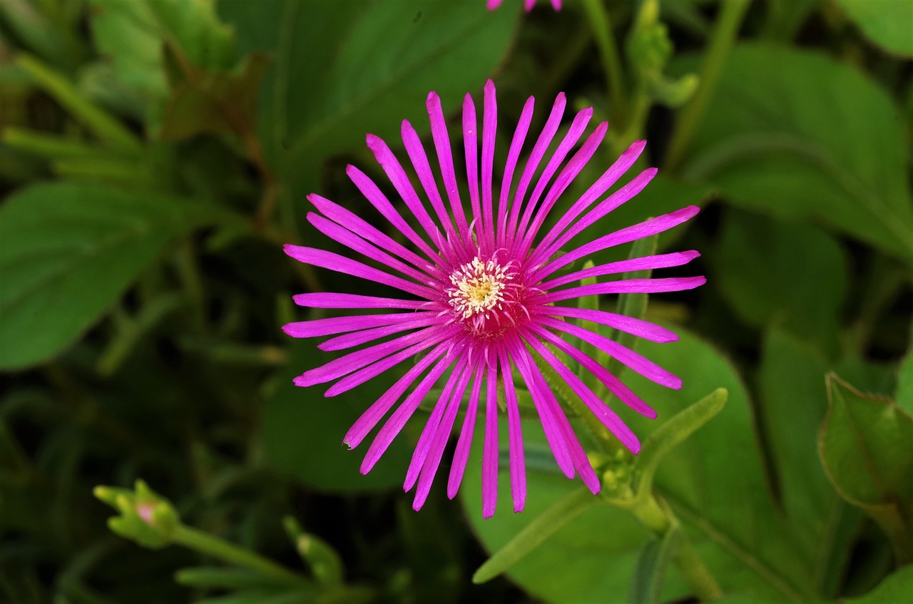 Gėlė,  Violetinė Gėlė,  Violetinė,  Rosa,  Rožinė Gėlė, Nemokamos Nuotraukos,  Nemokama Licenzija