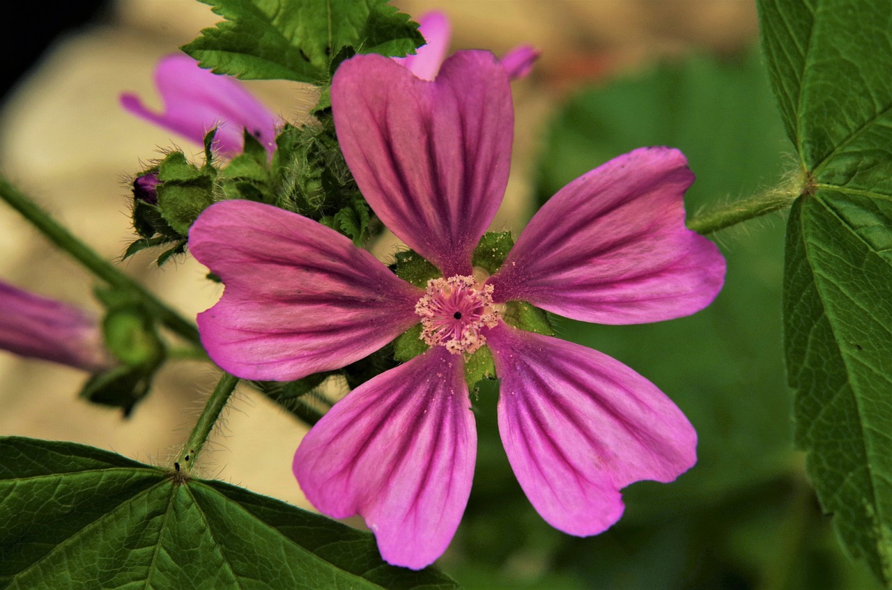 Gėlė,  Violetinė Gėlė,  Rožinė Gėlė,  Gėlių Margi,  Rausvai Violetinės,  Gėlė Mallow, Nemokamos Nuotraukos,  Nemokama Licenzija