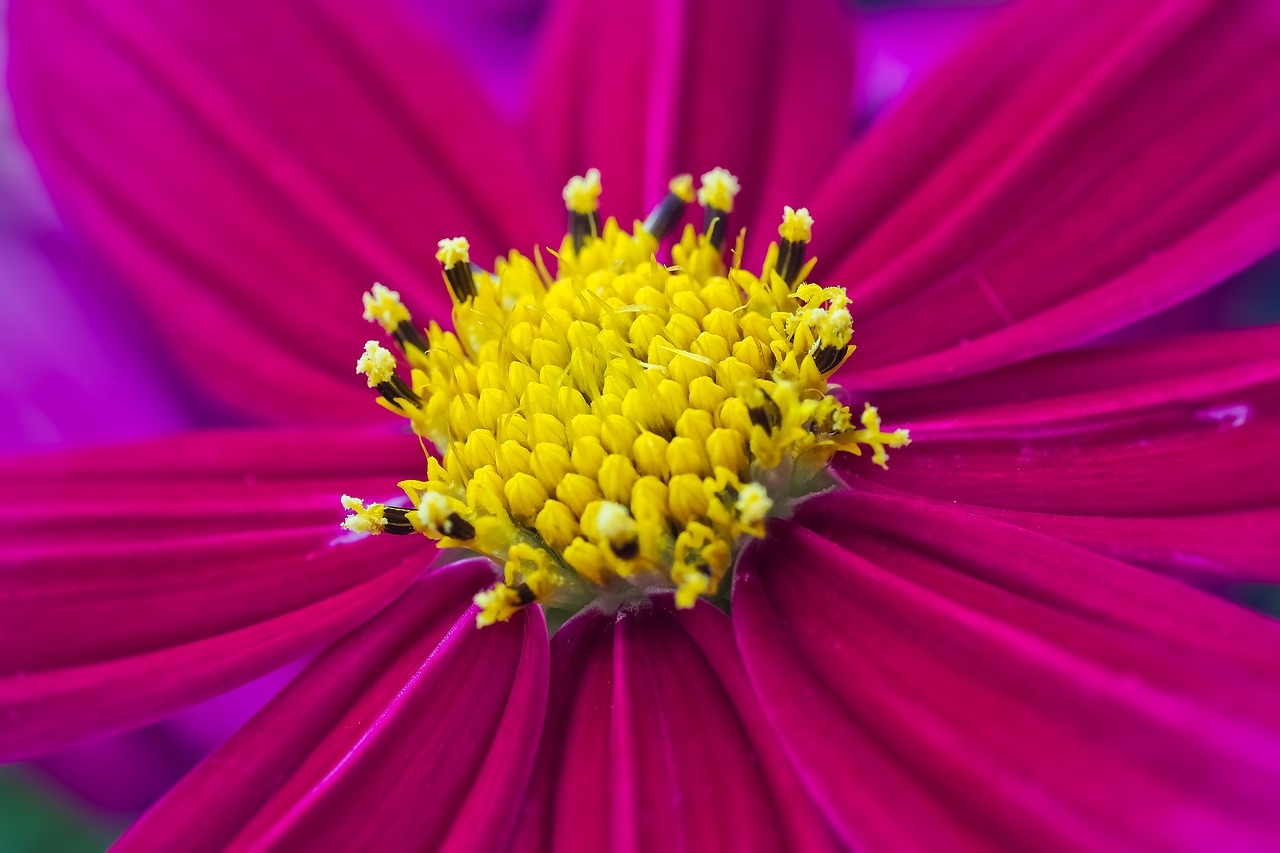 Gėlė,  Gerbera,  Žiedas,  Žydi,  Pobūdį,  Iš Arti,  Geltona,  Raudona,  Spalvinga,  Augalų