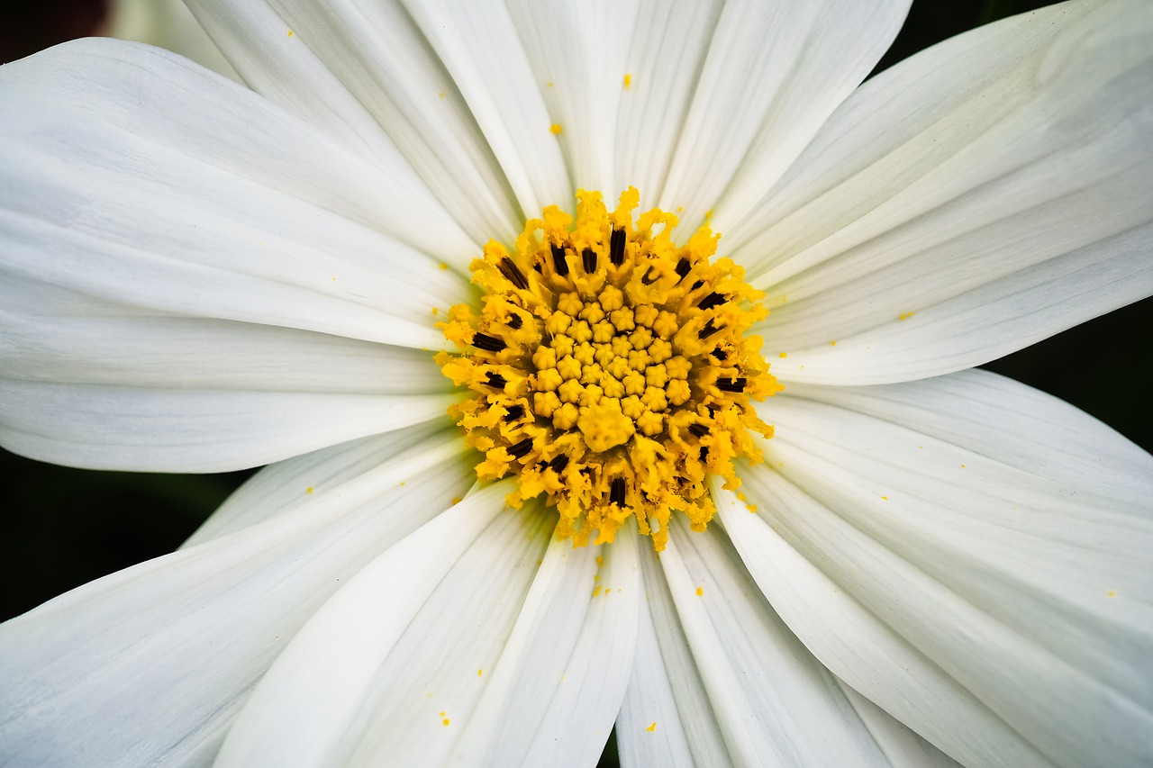 Gėlė,  Gerbera,  Žiedas,  Žydi,  Pobūdį,  Iš Arti,  Geltona,  Spalvinga,  Augalų,  Makro