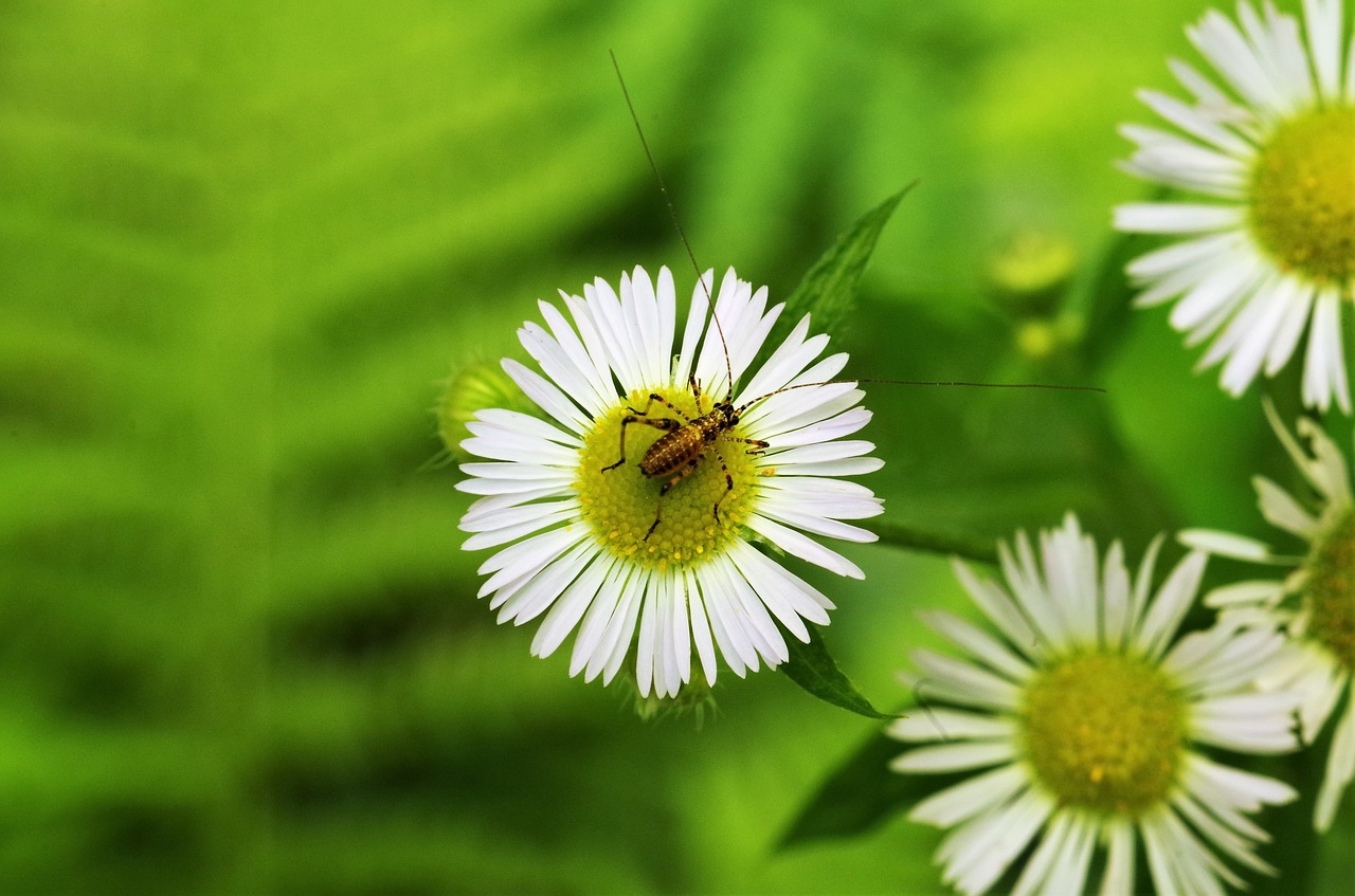 Gėlė,  Margaret,  Margaret Gamtoje,  Gėlių Vabzdžių,  Grillo,  Balta Daisy, Nemokamos Nuotraukos,  Nemokama Licenzija