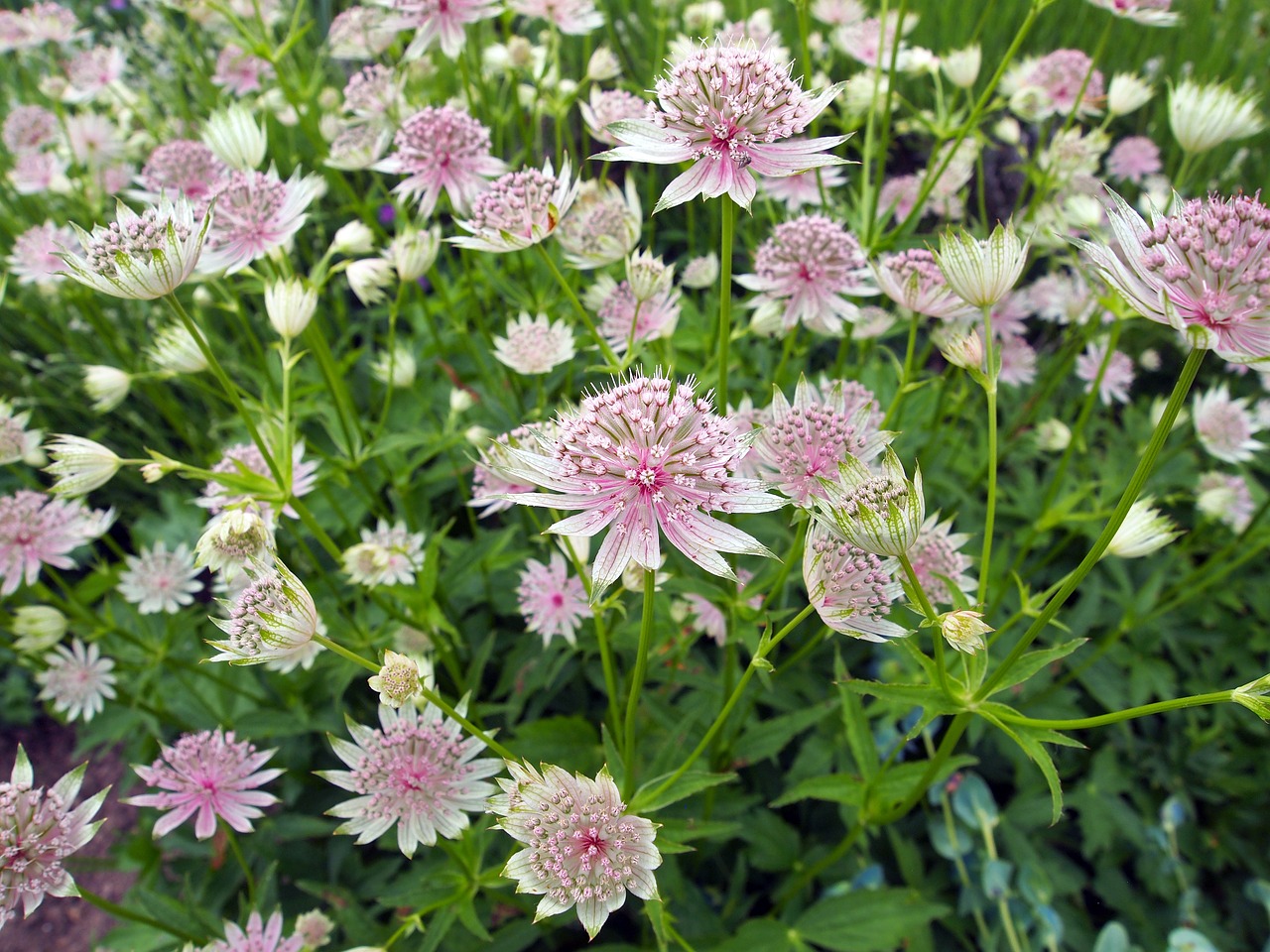 Gėlė,  Astrantija,  Astrantija Pagrindinis,  Puikus Masterwort,  Subtilus,  Graži,  Vasara,  Augalų,  Žalias,  Rožinis