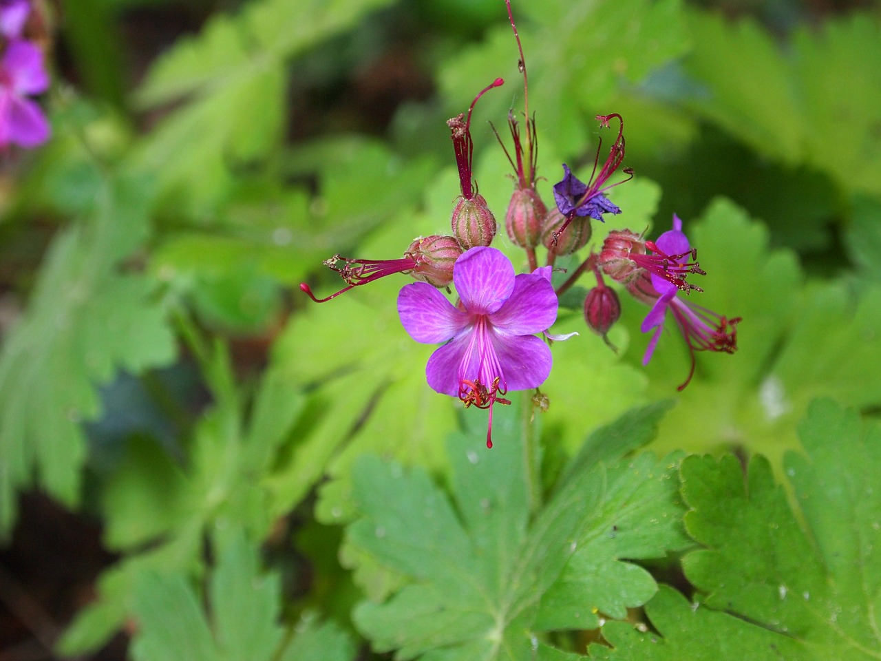 Gėlė,  Hardy Pelargonija,  Macrorrhizum,  Augalų,  Sodas,  Pobūdį,  Pavasaris,  Floros,  Daugiamečių,  Žalias