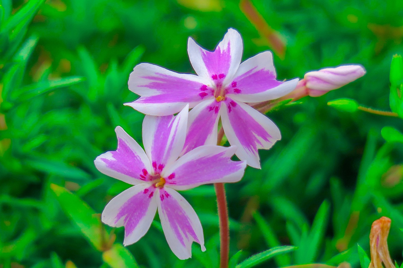 Gėlė,  Xie,  Hua Xie,  Natūralus,  Laukinių Gėlių,  Žydi,  Pobūdį,  Gražus Uostas,  Closeup Of Gėlių Šaudyti,  Žydėjimas