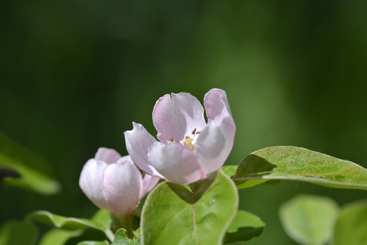 Gėlė,  Floros,  Žiedas,  Pobūdį,  Augalų,  Žydi,  Žalias,  Rožinis,  Šviežias,  Sezonas