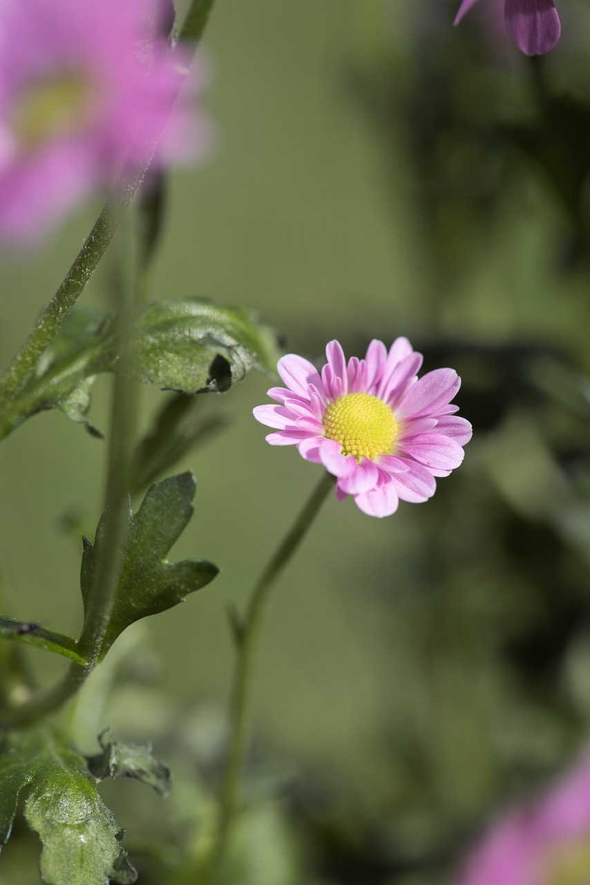 Gėlė,  Rožinis,  Rožinė Gėlė,  Žiedas,  Žydi,  Pobūdį,  Floros,  Augalų,  Iš Arti, Nemokamos Nuotraukos