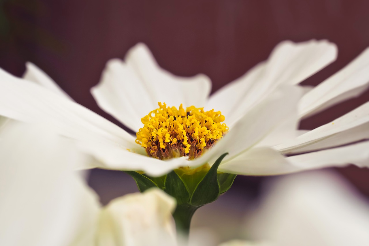 Gėlė,  Gerbera,  Žiedas,  Žydi,  Pobūdį,  Iš Arti,  Geltona,  Spalvinga,  Augalų,  Makro