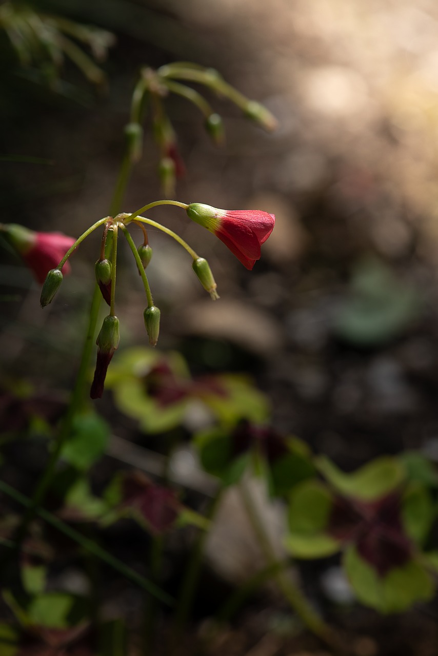 Gėlė,  Žiedas,  Žydi,  Raudona,  Raudona Gėlė,  Uždaryta,  Pobūdį,  Maža Gėlė,  Mažas,  Floros