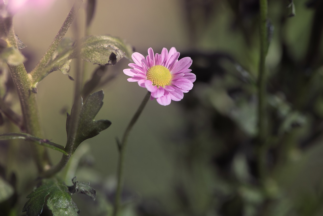 Gėlė,  Rožinis,  Rožinė Gėlė,  Žiedas,  Žydi,  Pobūdį,  Floros,  Žiedlapiai,  Piestelė,  Iš Arti