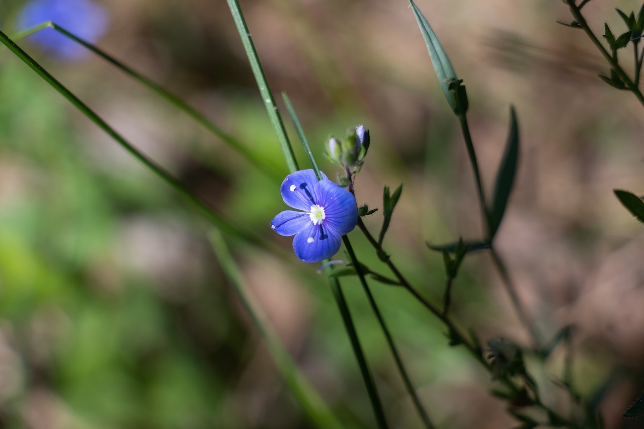 Gėlė,  Mėlyna,  Pobūdį,  Vasara,  Makro,  Mažai,  Pavasario Gėlė,  Makro Fotografija,  Pavasaris, Nemokamos Nuotraukos