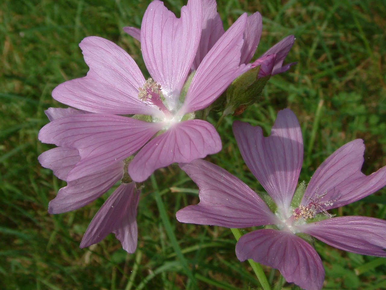 Gėlė, Violetinė, Žiedlapiai, Žydėti, Žiedas, Flora, Augalas, Makro, Auga, Levanda