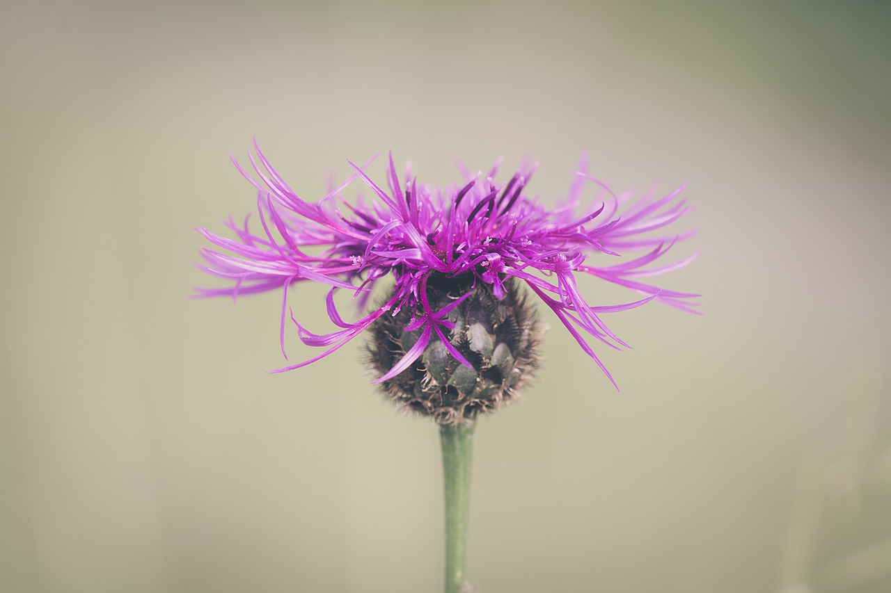 Gėlė,  Žiedas,  Žydi,  Augalų,  Smailu Gėlių,  Pobūdį,  Floros,  Shui,  Violetinė,  Violetinė Gėlė