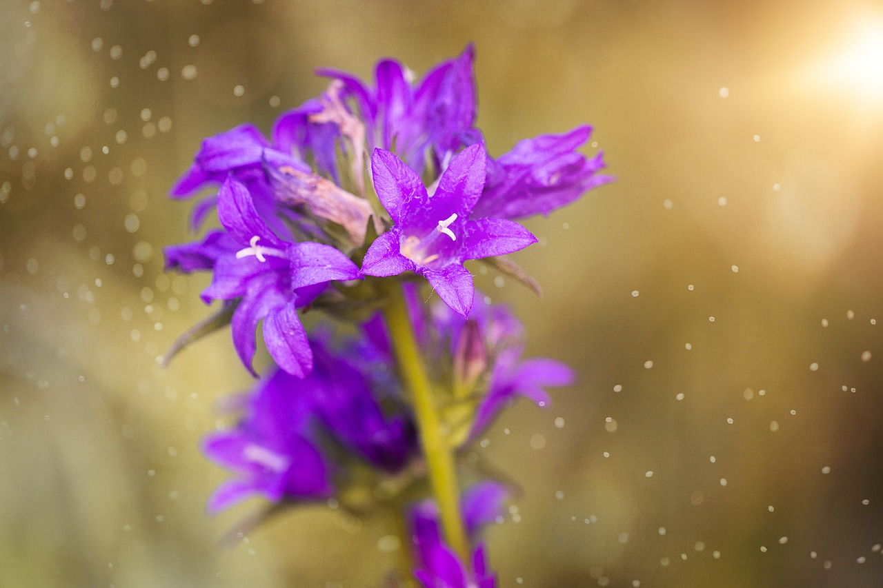 Gėlė,  Žiedas,  Žydi,  Violetinė,  Violetinė Gėlė,  Pobūdį,  Floros,  Iš Arti, Nemokamos Nuotraukos,  Nemokama Licenzija