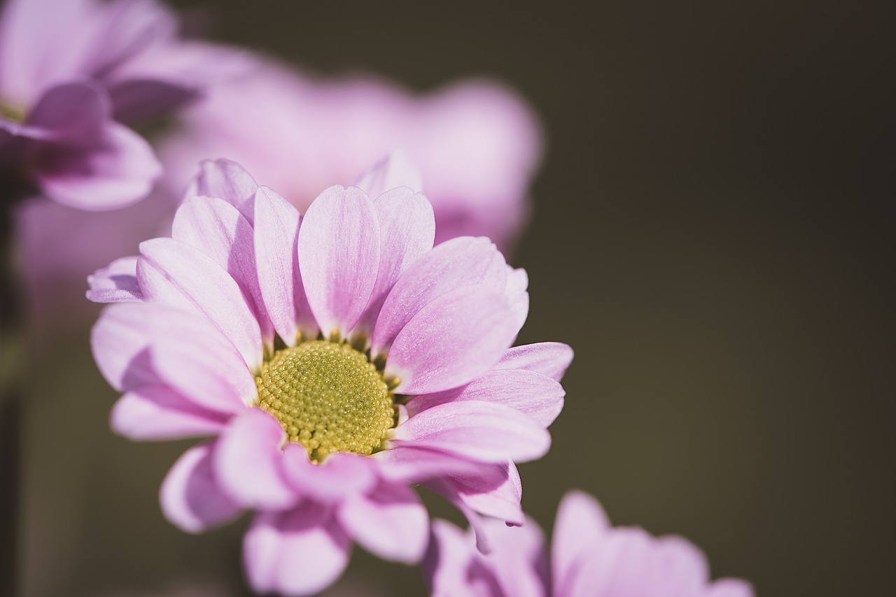 Gėlė,  Rožinis,  Rožinė Gėlė,  Žiedas,  Žydi,  Žiedlapiai,  Piestelė,  Floros,  Pobūdį,  Iš Arti