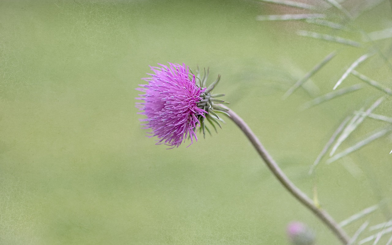 Gėlė,  Augalų,  Žiedas,  Žydi,  Smailu Gėlių,  Laukinių Gėlių,  Violetinė,  Violetinė Gėlė,  Pobūdį,  Floros