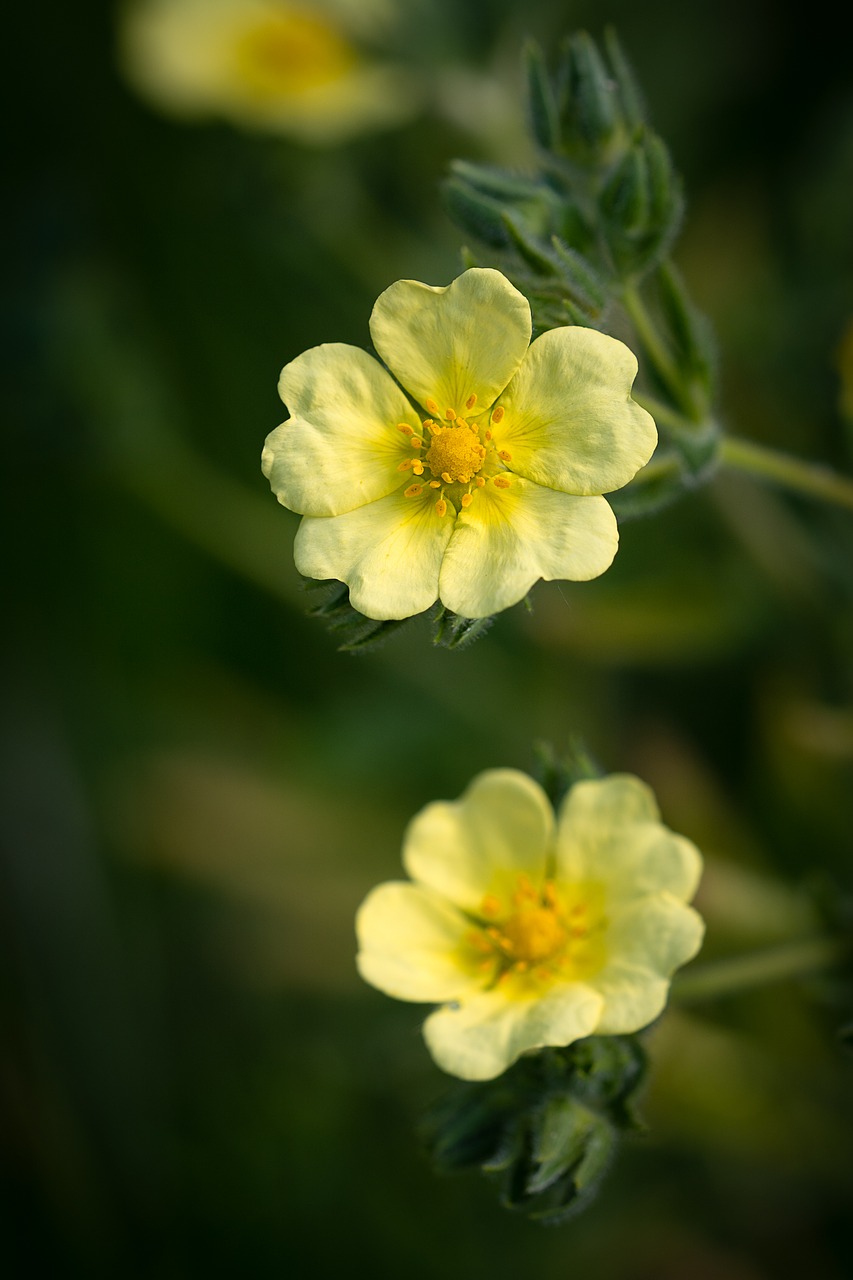 Gėlė,  Geltona,  Geltonos Gėlės,  Gėlės,  Sodas,  Sode,  Pobūdį,  Floros,  Iš Arti, Nemokamos Nuotraukos