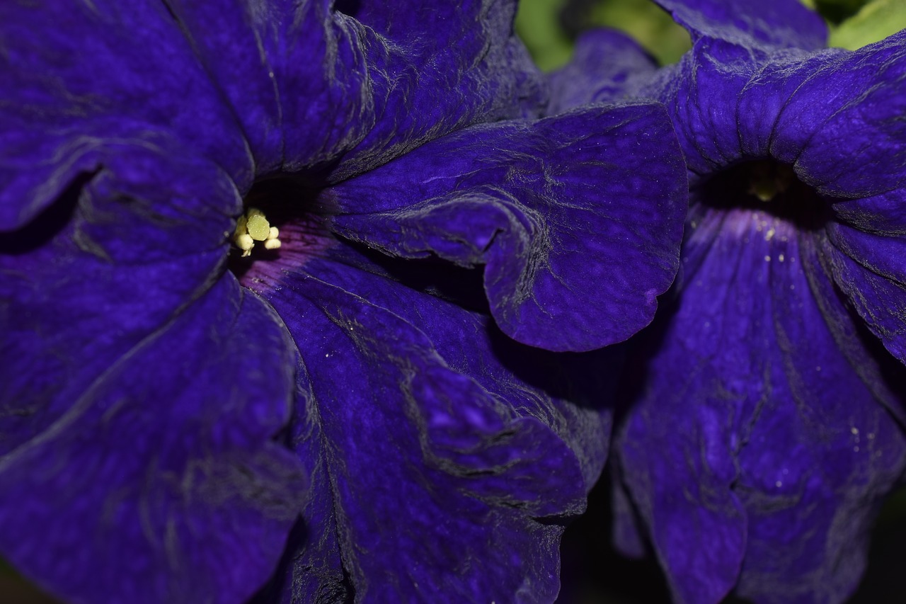 Gėlė,  Pobūdį,  Žydi,  Augalų,  Žiedas,  Žiedlapiai,  Sodas,  Floros,  Spalvinga,  Uždaryti