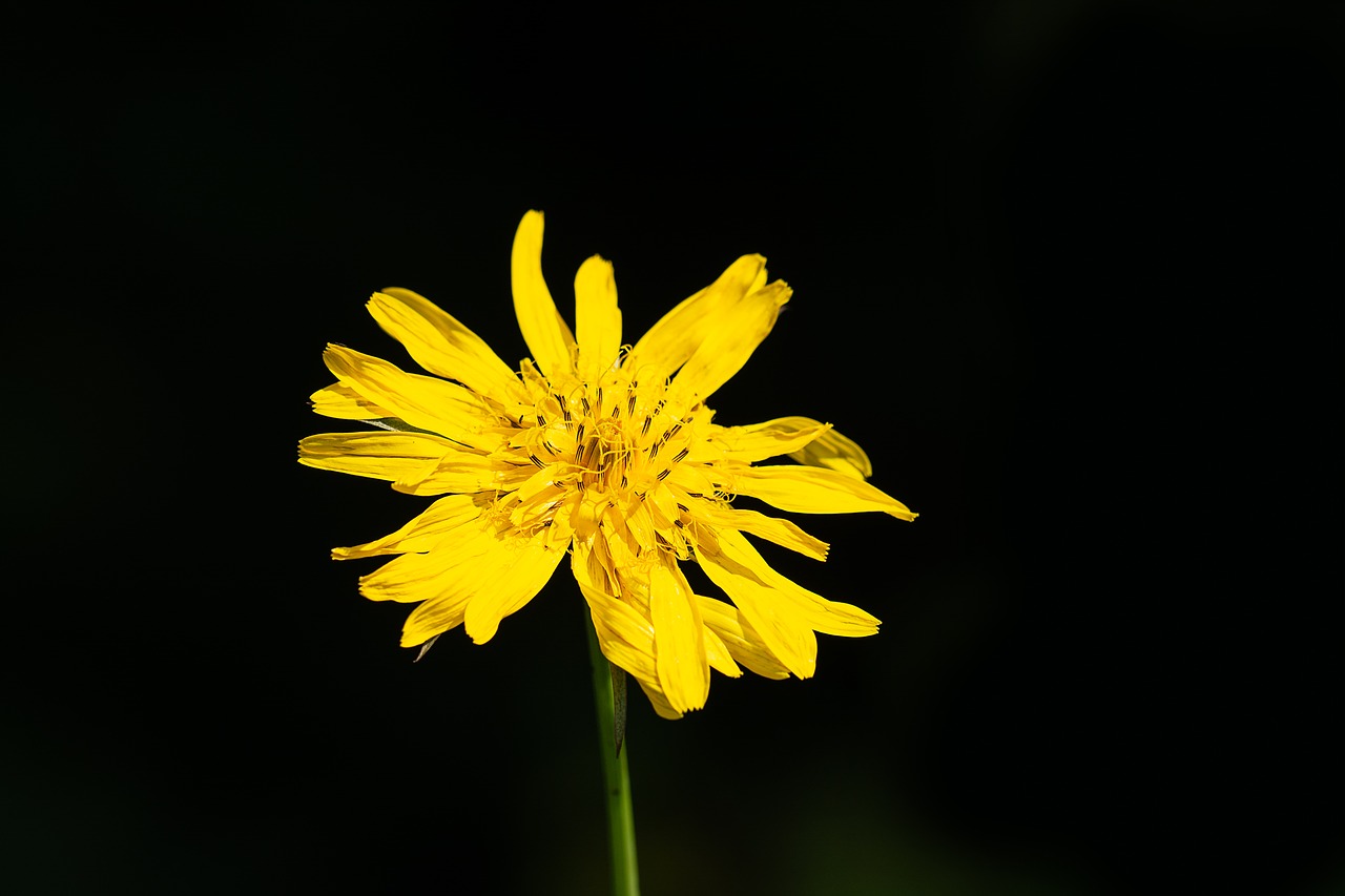 Gėlė,  Geltona,  Geltona Gėlė,  Smailu Gėlių,  Laukinių Gėlių,  Žiedas,  Žydi,  Pobūdį,  Floros,  Tamsus