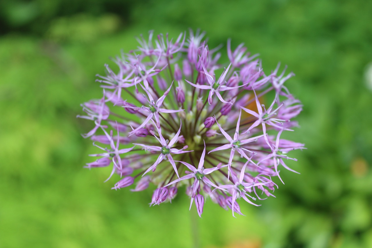 Gėlė,  Žiedas,  Violetinė,  Žiedlapis,  Žiedlapiai,  Pavasaris, Nemokamos Nuotraukos,  Nemokama Licenzija