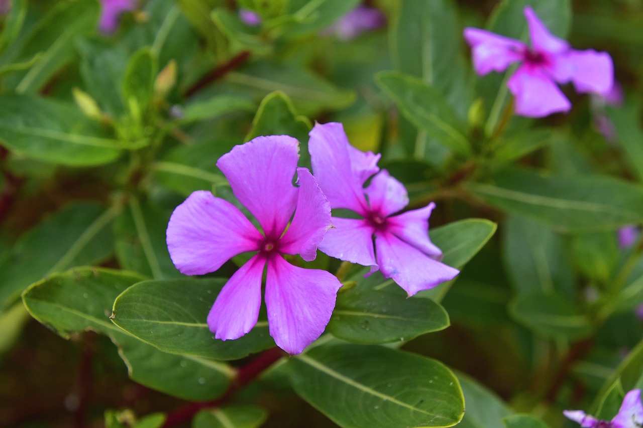 Gėlė,  Sodas,  Augalų,  Pobūdį,  Floros,  Violetinė, Nemokamos Nuotraukos,  Nemokama Licenzija