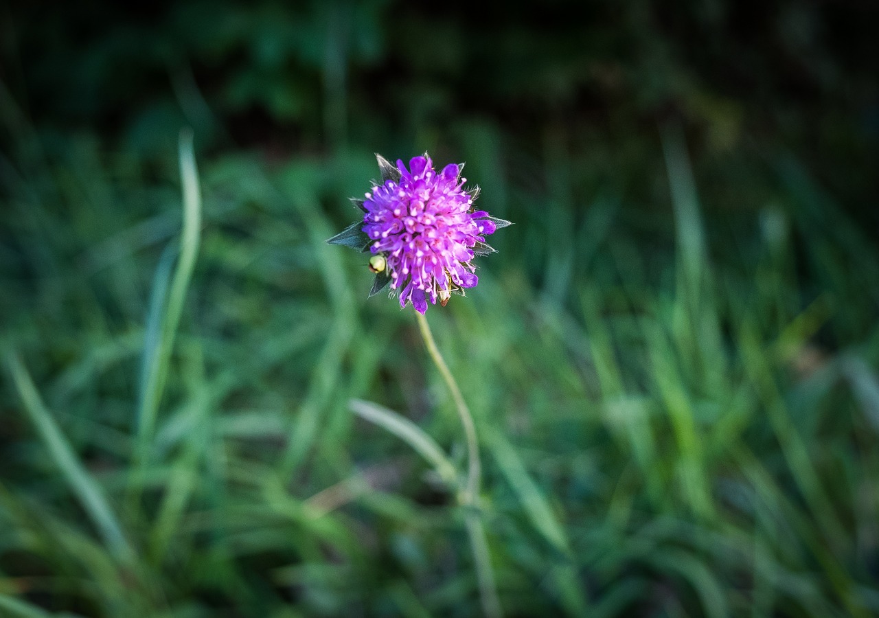 Gėlė,  Žydi,  Piktžolių,  Violetinė,  Žiedas,  Žydi,  Žalias,  Žolė,  Meadow,  Vasara