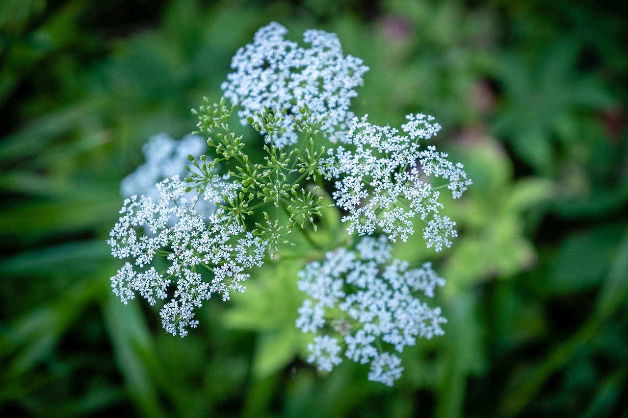 Gėlė,  Žalias,  Baltos Spalvos,  Žydi,  Bud,  Meadow,  Gėlių Pieva,  Pobūdį,  Pavasaris,  Vasara