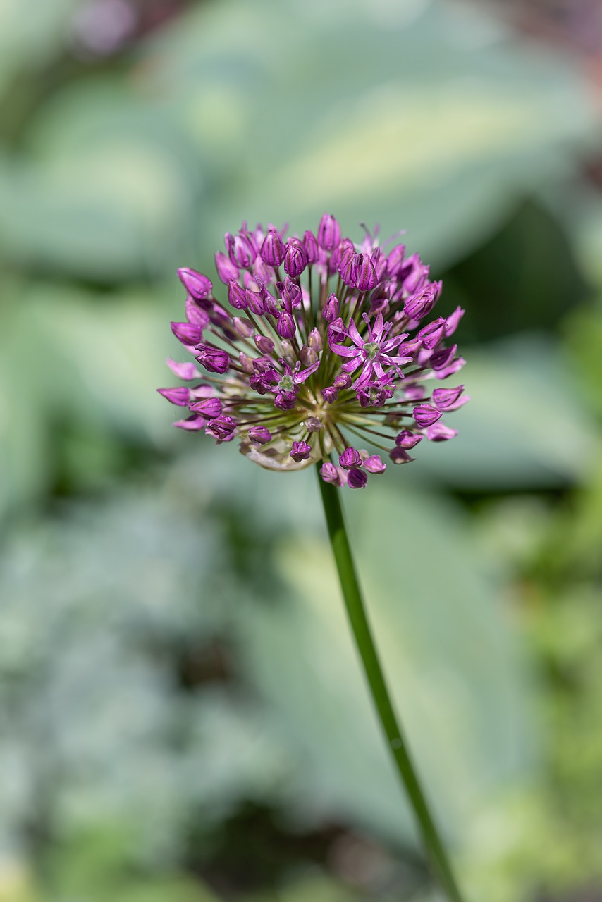 Gėlė,  Violetinė,  Violetinė Gėlė,  Žiedas,  Žydi,  Pobūdį,  Floros,  Sodas,  Sode,  Iš Arti