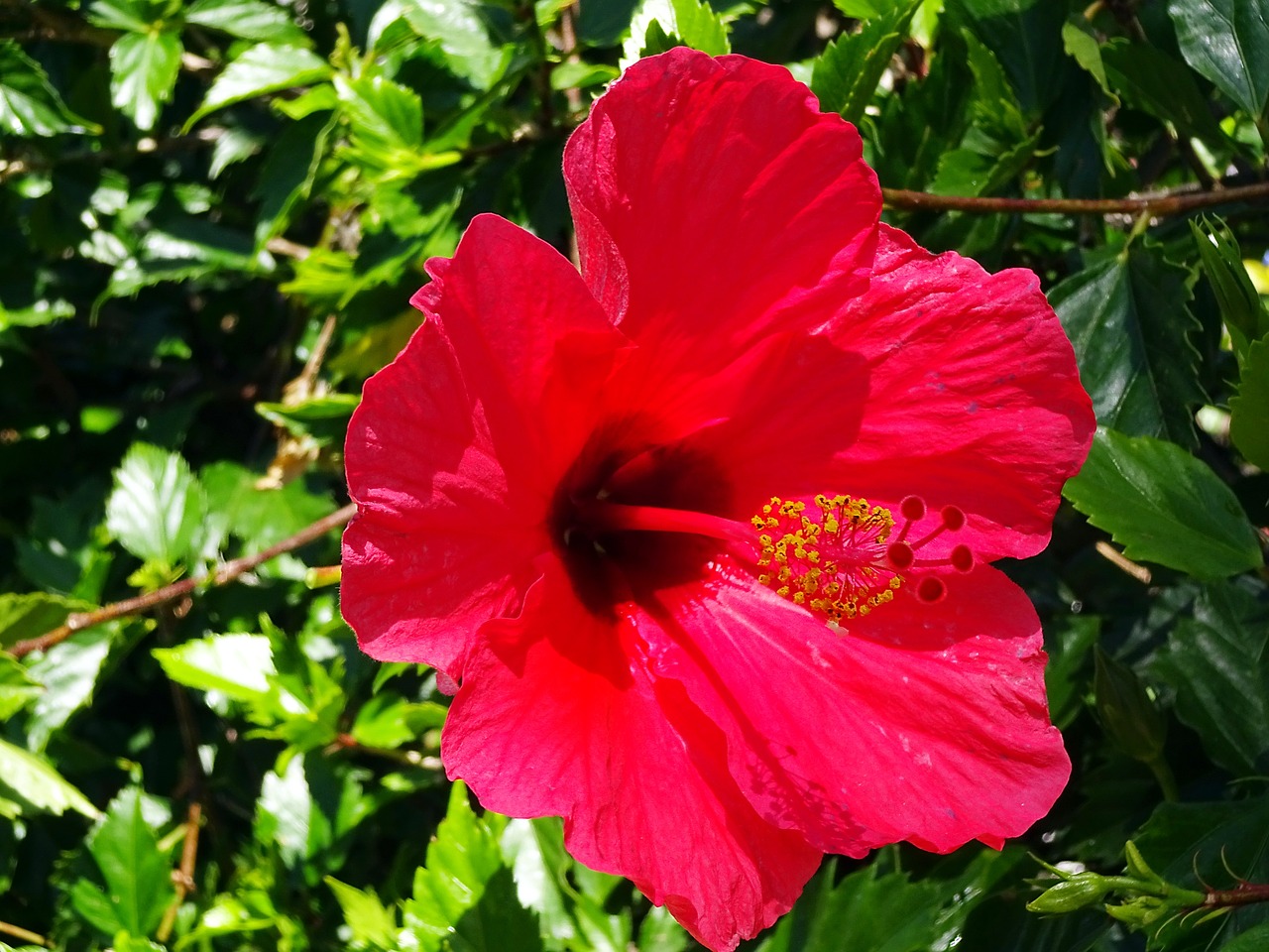 Gėlė,  Raudona,  Hibiscus,  Piestelė,  Kuokelių,  Žiedlapiai,  Egzotiškas,  Spalva,  Grožis, Nemokamos Nuotraukos