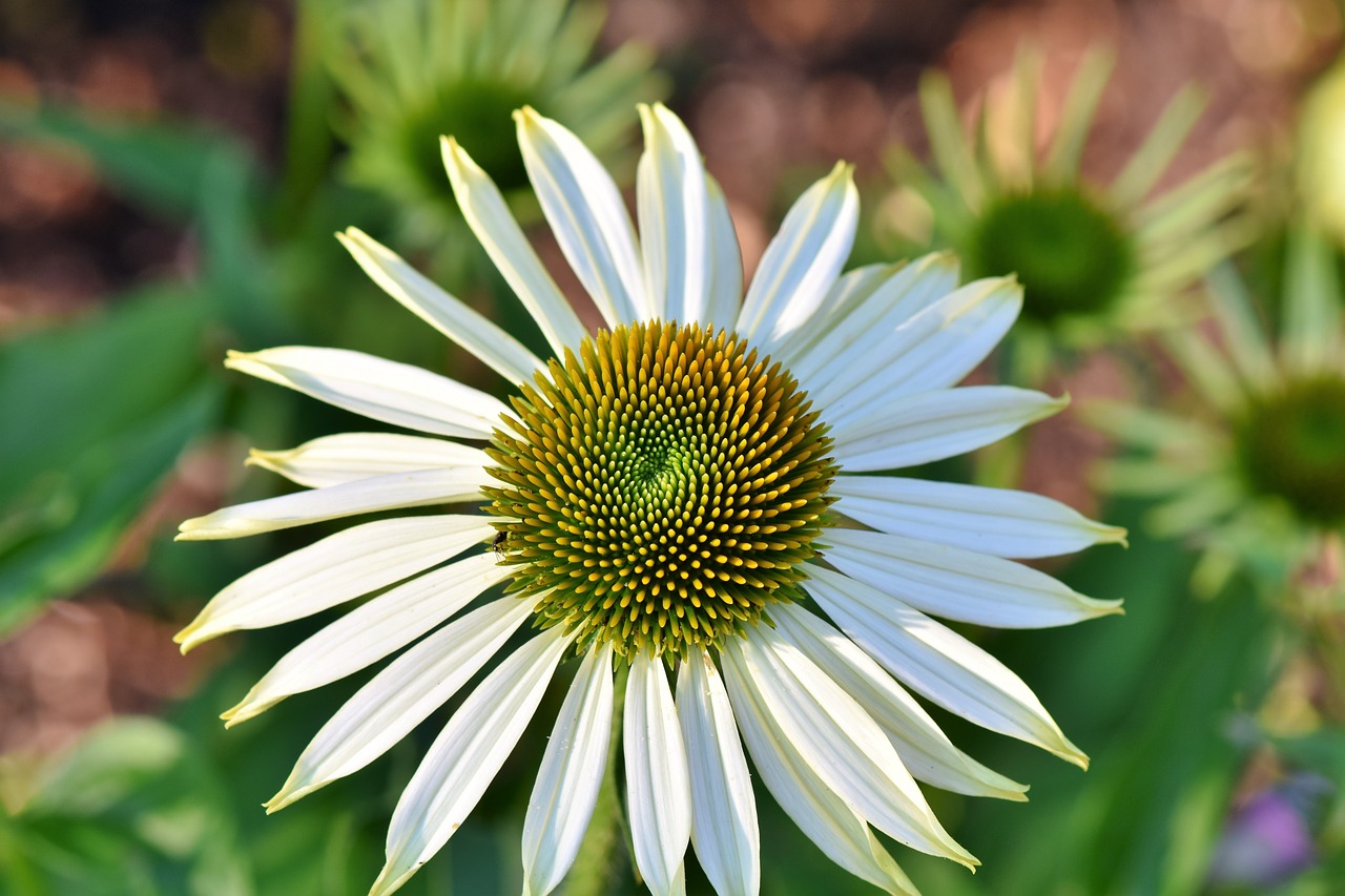 Gėlė,  Rudenį Ir Žiemos Sodas,  Echinacea,  Žiedas,  Žydi,  Augalų,  Pobūdį,  Žalias,  Sodas,  Vasara Augalas