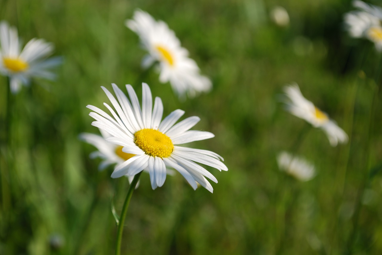 Gėlė,  Pobūdį,  Baltagalvė Vulgare,  Paprastoji Baltagalvė,  Daisy,  Vasara, Nemokamos Nuotraukos,  Nemokama Licenzija